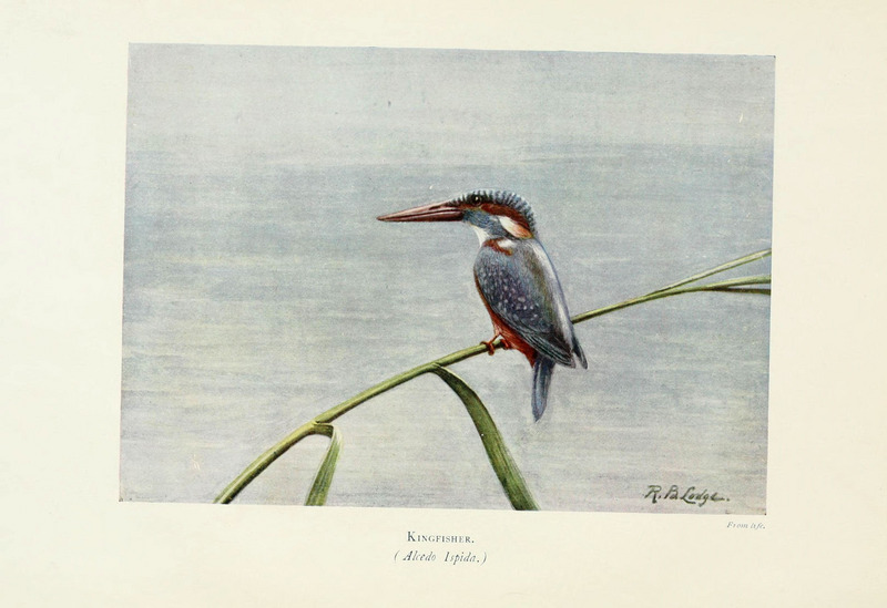 European kingfisher, common kingfisher (Alcedo atthis ispida); DISPLAY FULL IMAGE.