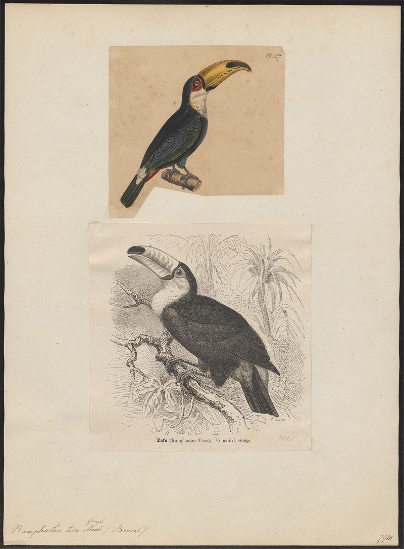 toco toucan (Ramphastos toco); DISPLAY FULL IMAGE.