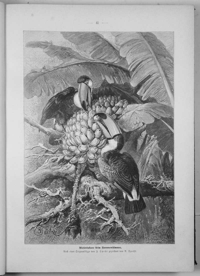toco toucan (Ramphastos toco); DISPLAY FULL IMAGE.