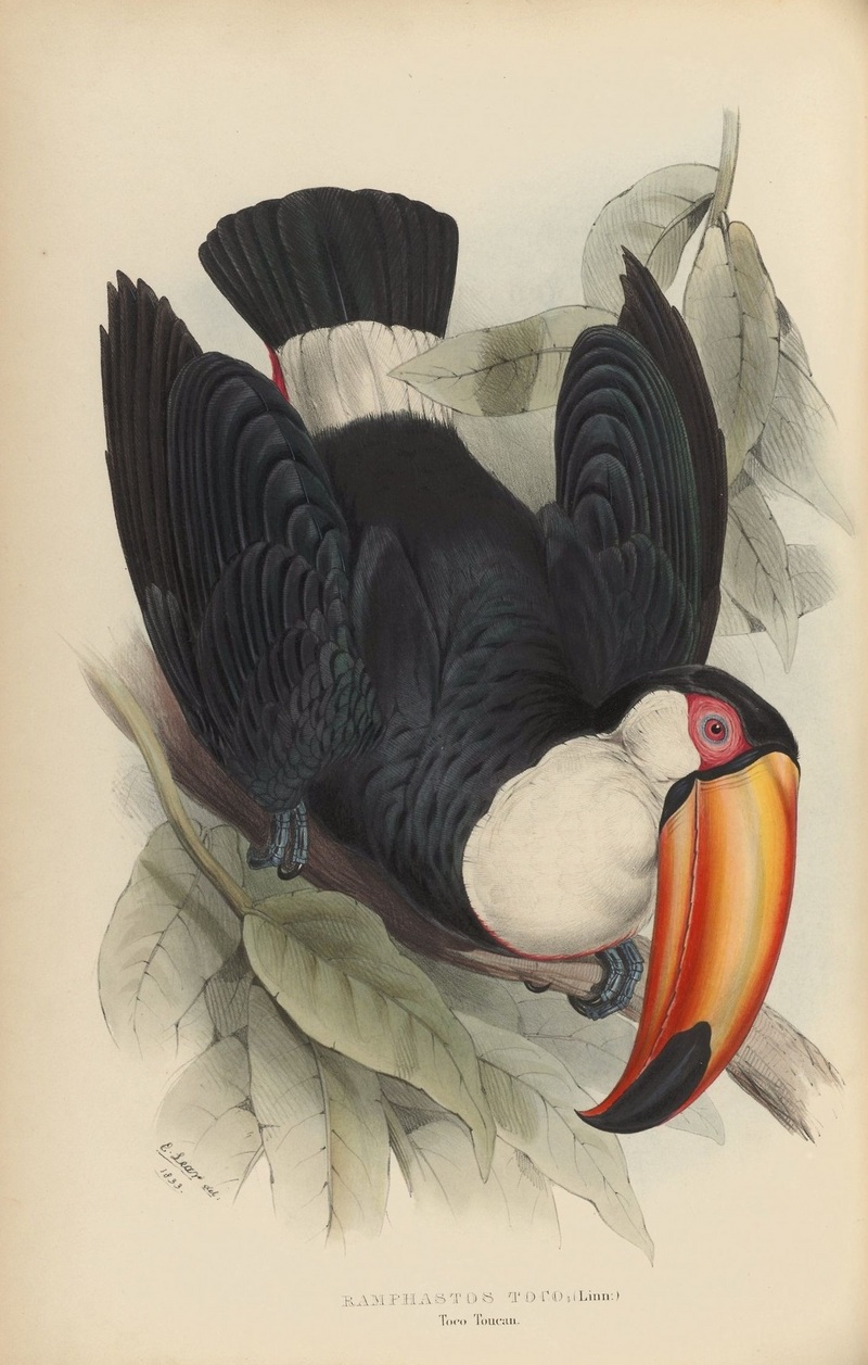 toco toucan (Ramphastos toco); DISPLAY FULL IMAGE.