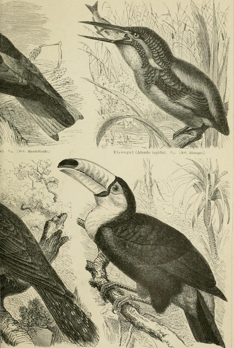 toco toucan (Ramphastos toco); DISPLAY FULL IMAGE.