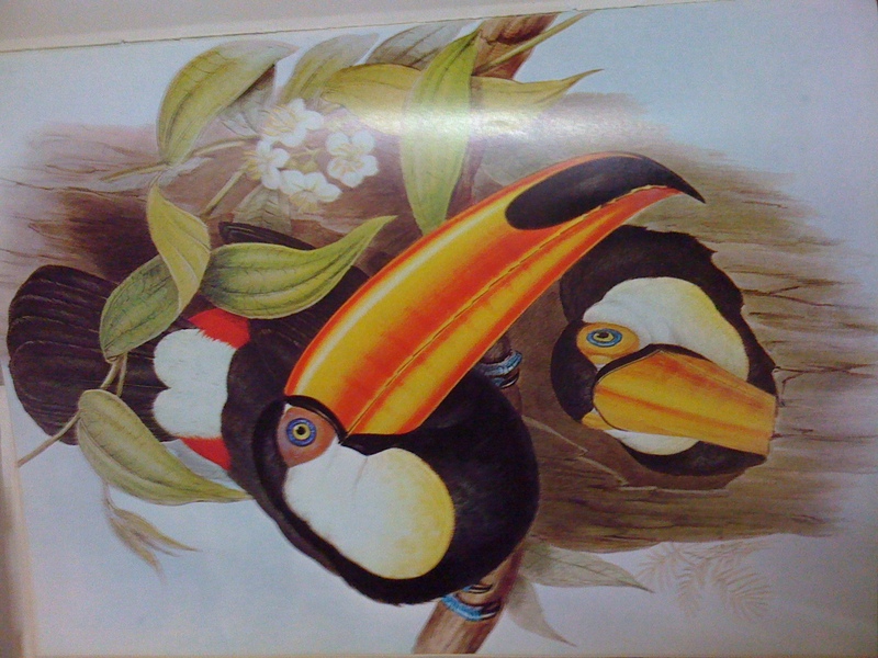 toco toucan (Ramphastos toco); DISPLAY FULL IMAGE.