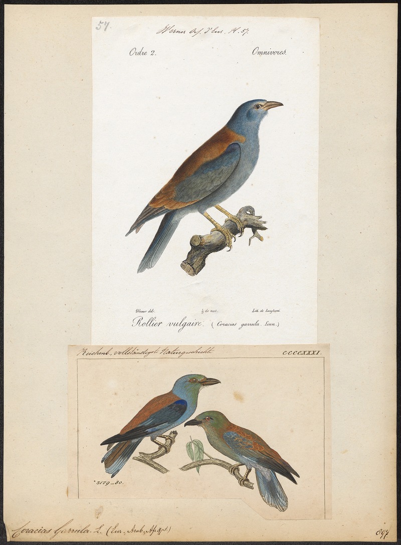 European roller (Coracias garrulus); DISPLAY FULL IMAGE.