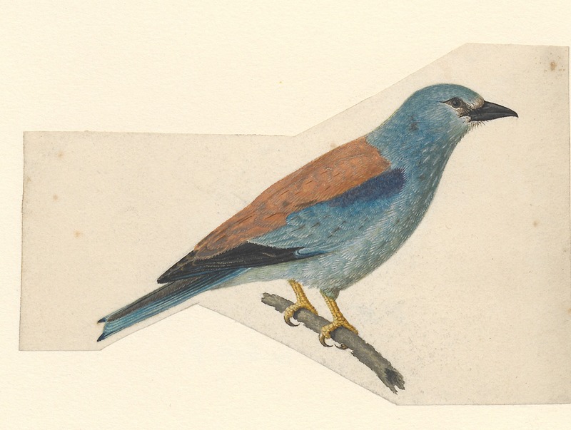 European roller (Coracias garrulus); DISPLAY FULL IMAGE.