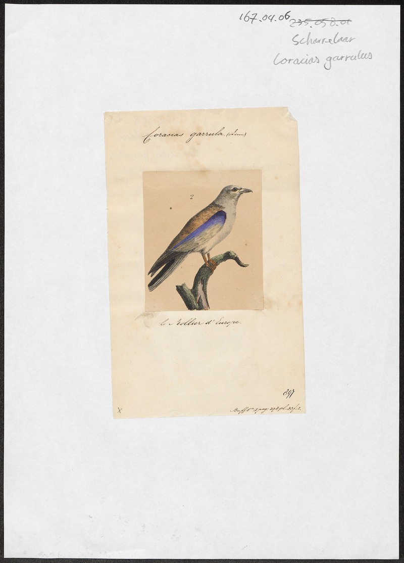 European roller (Coracias garrulus); DISPLAY FULL IMAGE.