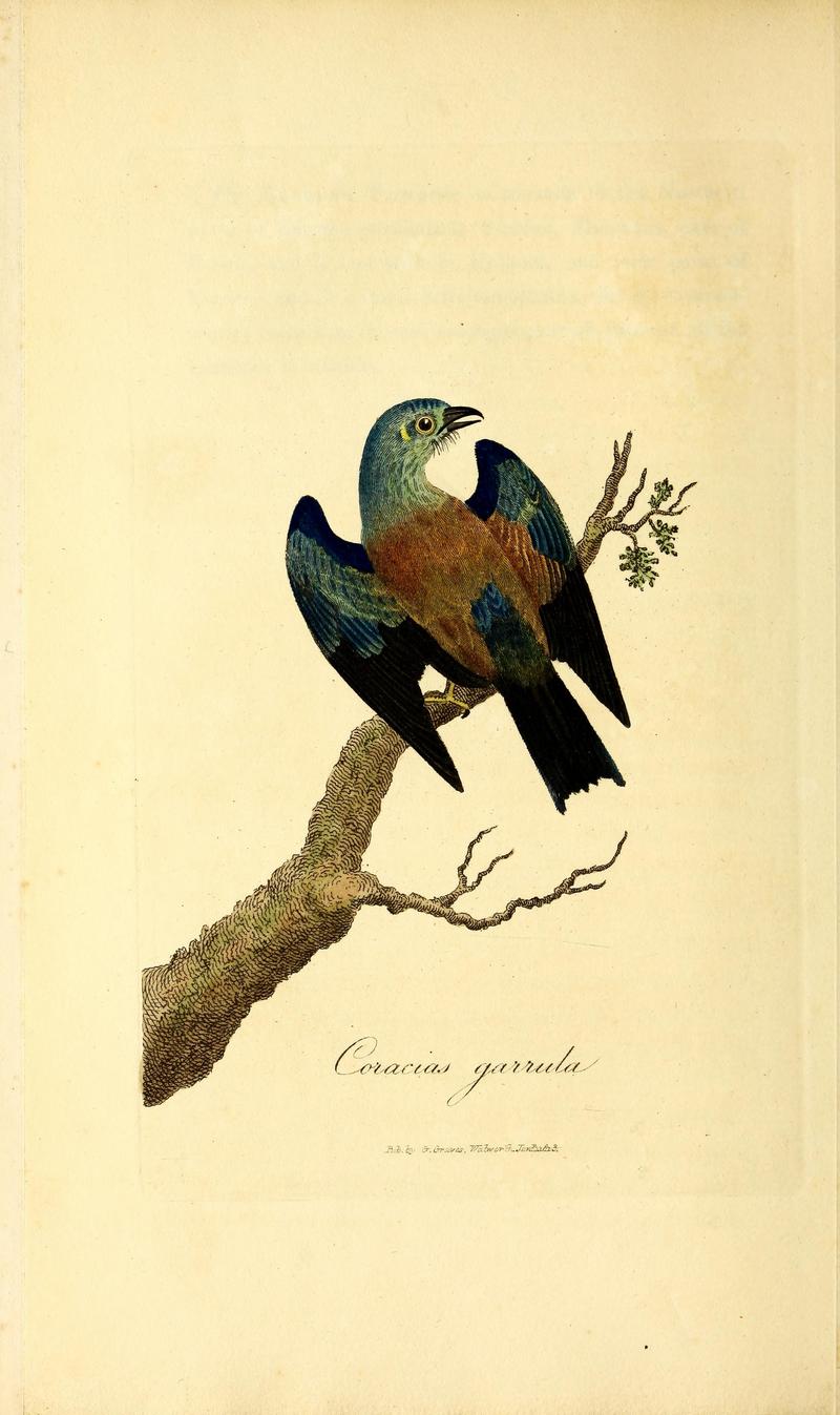 European roller (Coracias garrulus); DISPLAY FULL IMAGE.