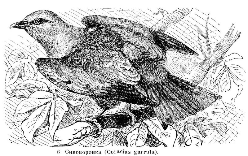 European roller (Coracias garrulus); DISPLAY FULL IMAGE.