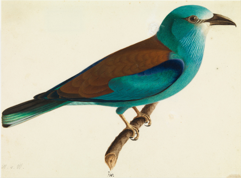 European roller (Coracias garrulus); DISPLAY FULL IMAGE.
