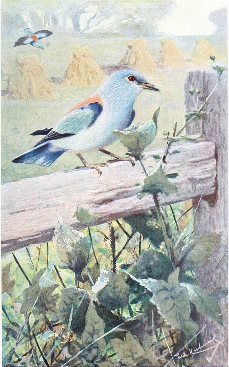 European roller (Coracias garrulus); DISPLAY FULL IMAGE.