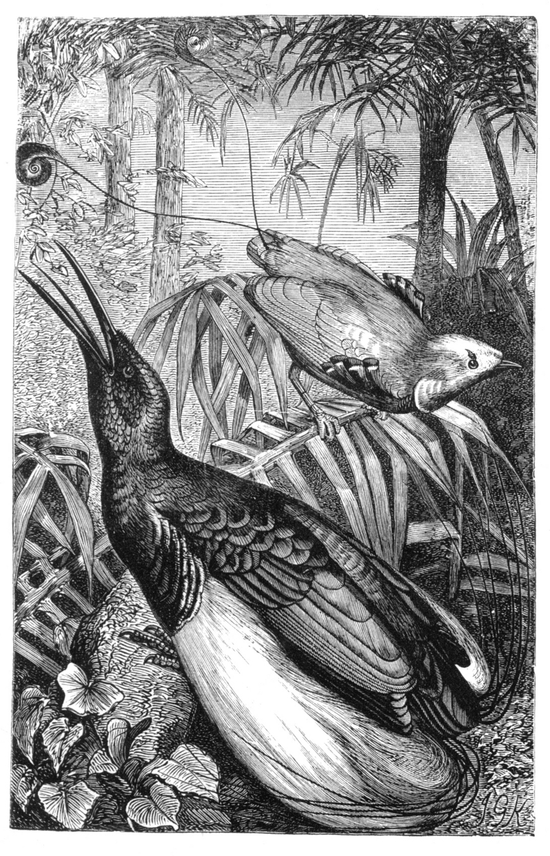 king bird-of-paradise (Cicinnurus regius), twelve-wired bird-of-paradise (Seleucidis melanoleucus); DISPLAY FULL IMAGE.