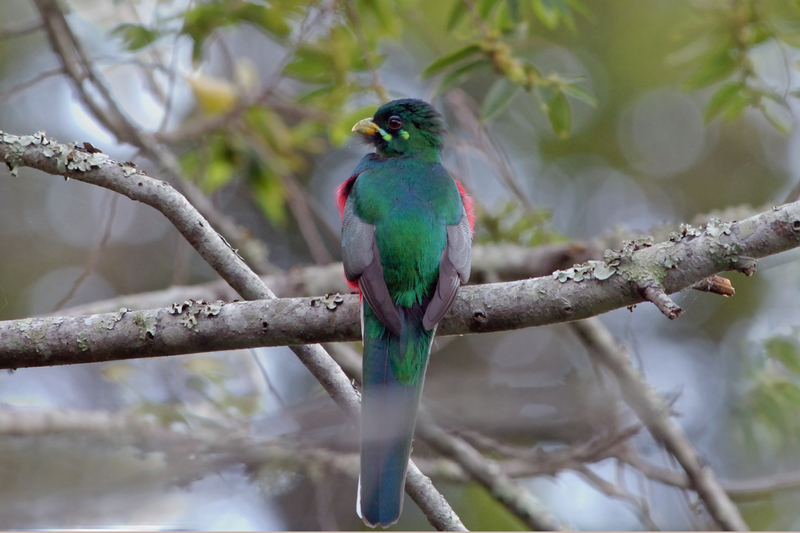 Narina trogon (Apaloderma narina); DISPLAY FULL IMAGE.