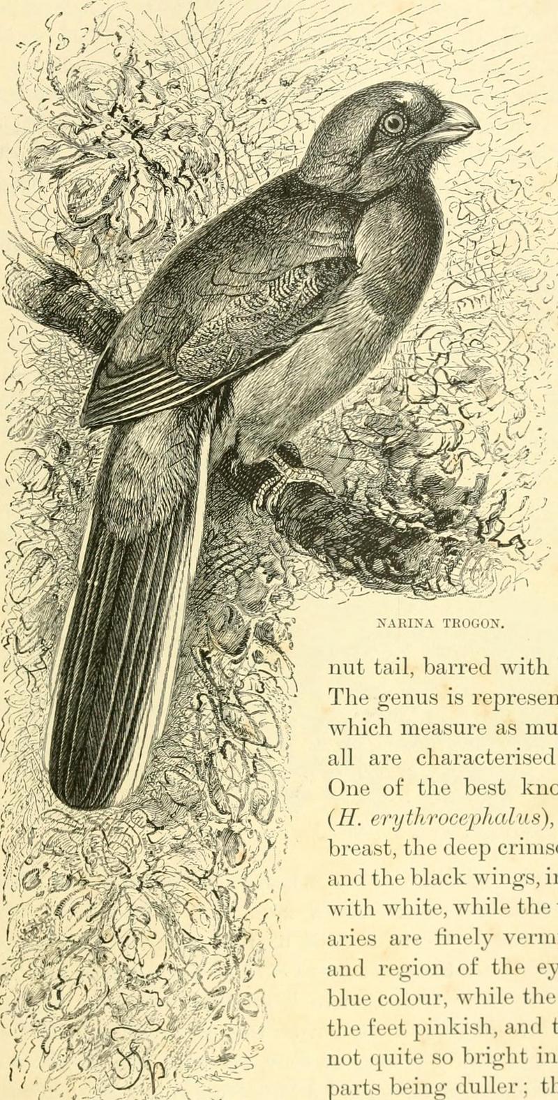 Narina trogon (Apaloderma narina); DISPLAY FULL IMAGE.