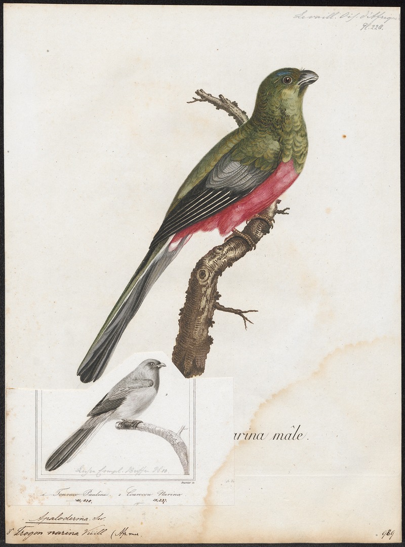 Narina trogon (Apaloderma narina); DISPLAY FULL IMAGE.