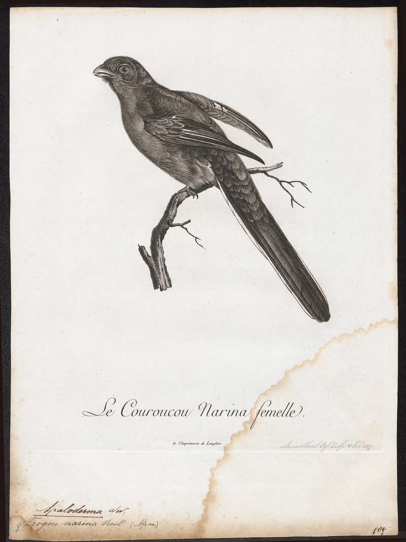 Narina trogon (Apaloderma narina); DISPLAY FULL IMAGE.