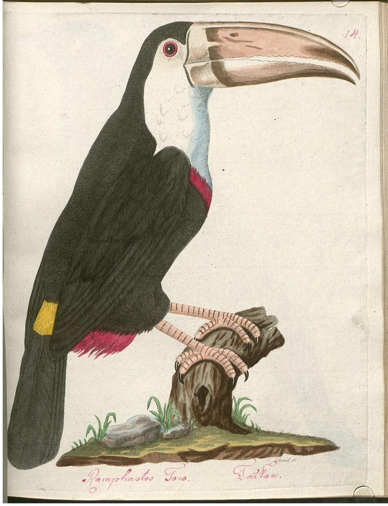 toco toucan (Ramphastos toco) - Ramphastos Toco, Toukan.; DISPLAY FULL IMAGE.