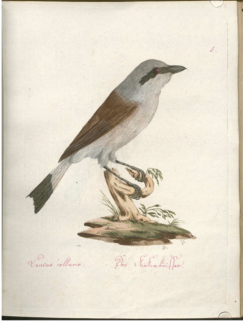 red-backed shrike (Lanius collurio) - Lanius collurio. Der Finkenbeisser.; DISPLAY FULL IMAGE.