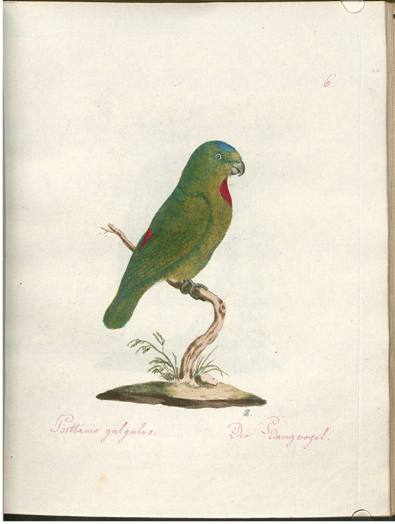 blue-crowned hanging parrot (Loriculus galgulus) - Psittacus galgulus. Der Hangvogel.; DISPLAY FULL IMAGE.