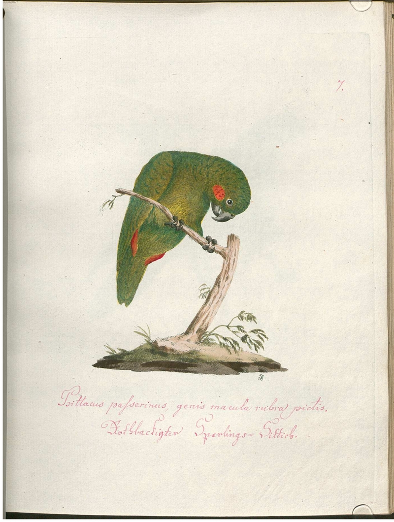 green-rumped parrotlet (Forpus passerinus) - Psittacus passerinus, genis macula rubra pictis; DISPLAY FULL IMAGE.