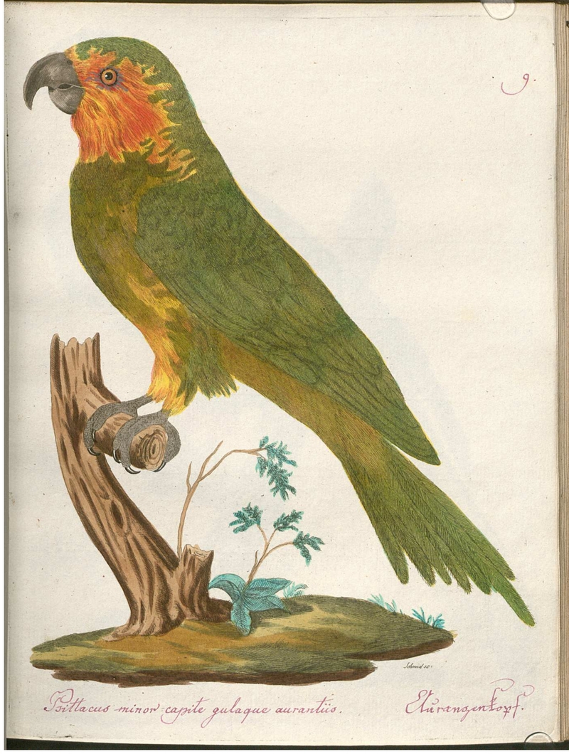 Psittacus minor capite gulaque aurantüs. Auranzenkopf.; DISPLAY FULL IMAGE.