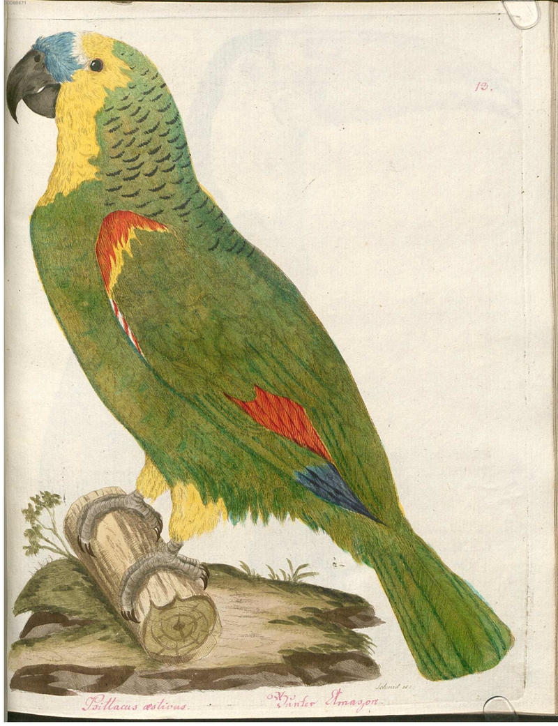 turquoise-fronted amazon (Amazona aestiva) - Psittacus aestivus. Bunter Amazon.; DISPLAY FULL IMAGE.