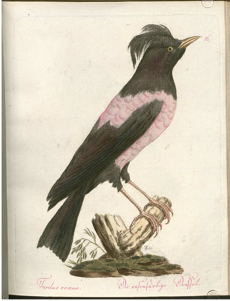 rosy starling (Pastor roseus) - Turdus roseus. Die rosenfärbige Drossel.; DISPLAY FULL IMAGE.