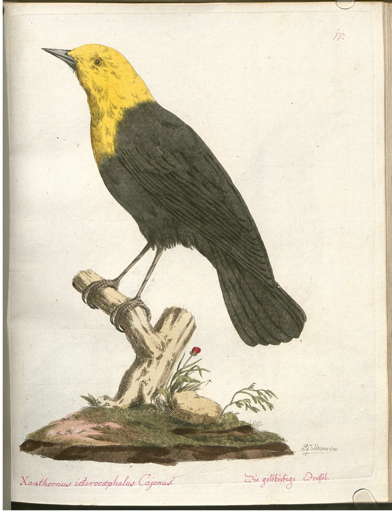 Xanthornus icterocaephalus Cajenus. Die gelbköpfige Drossel.; DISPLAY FULL IMAGE.