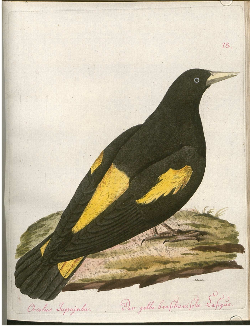 yellow-rumped cacique (Cacicus cela) - Oriolus Jnpujuba. Der gelbe brasilianische Casique.; DISPLAY FULL IMAGE.