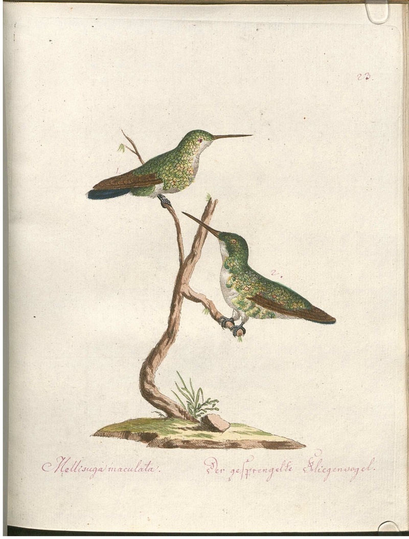 Mellisuga maculata. Der gesprengelte Fliegenvogel.; DISPLAY FULL IMAGE.