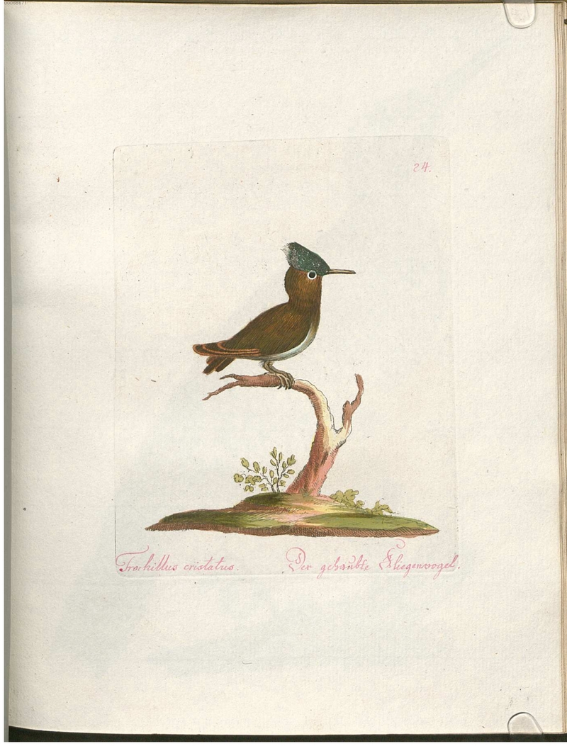 Antillean crested hummingbird (Orthorhyncus cristatus) - Trochillus cristatus. Der gehaubte Fliegenvogel.; DISPLAY FULL IMAGE.