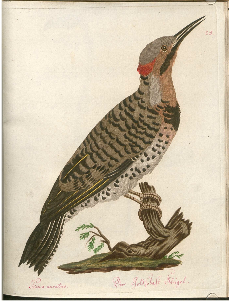 northern flicker (Colaptes auratus) - Picus auratus. Der Goldschaft Flügel.; DISPLAY FULL IMAGE.