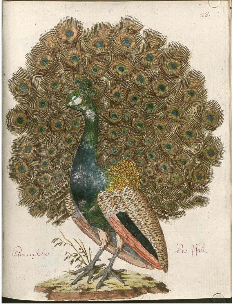 blue peafowl (Pavo cristatus) - Pavo cristatus. Der Pfau.; DISPLAY FULL IMAGE.