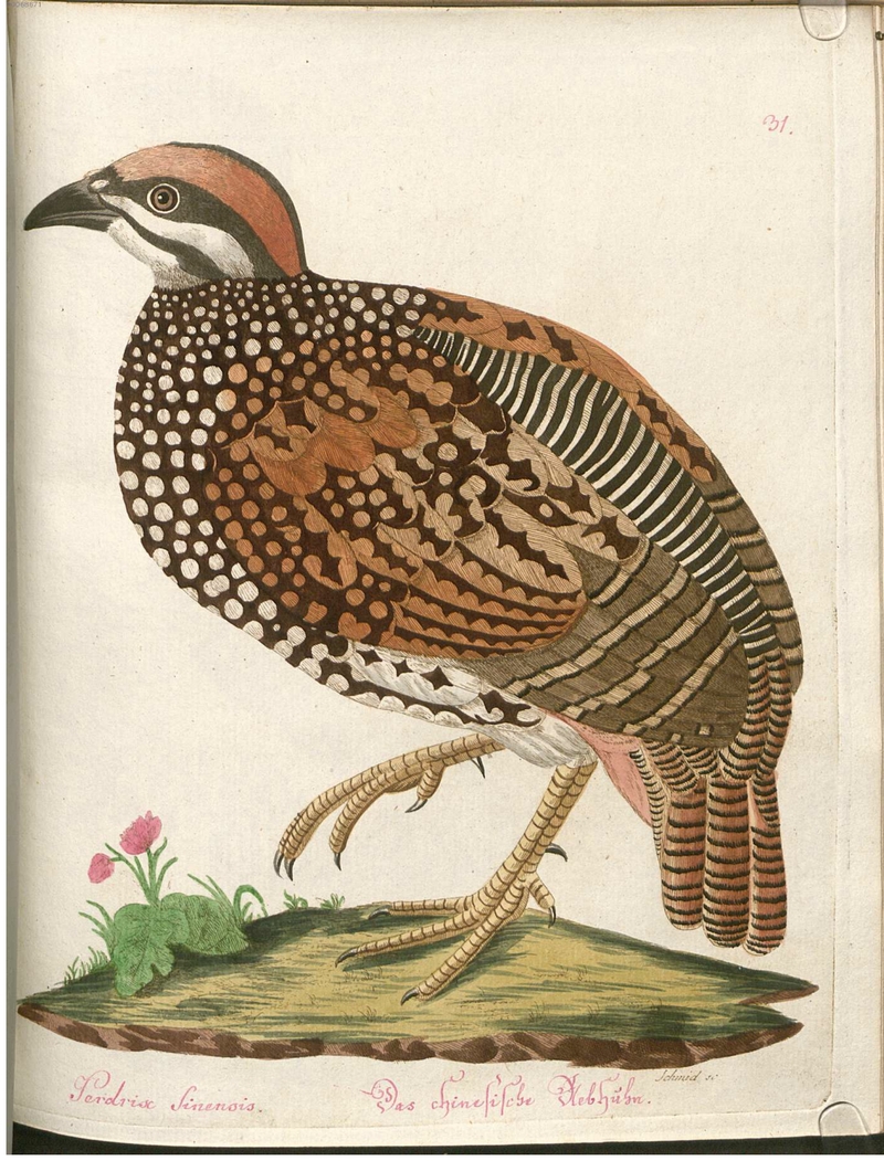 Perdix Sinensis. Das chinesische Rebhuhn.; DISPLAY FULL IMAGE.