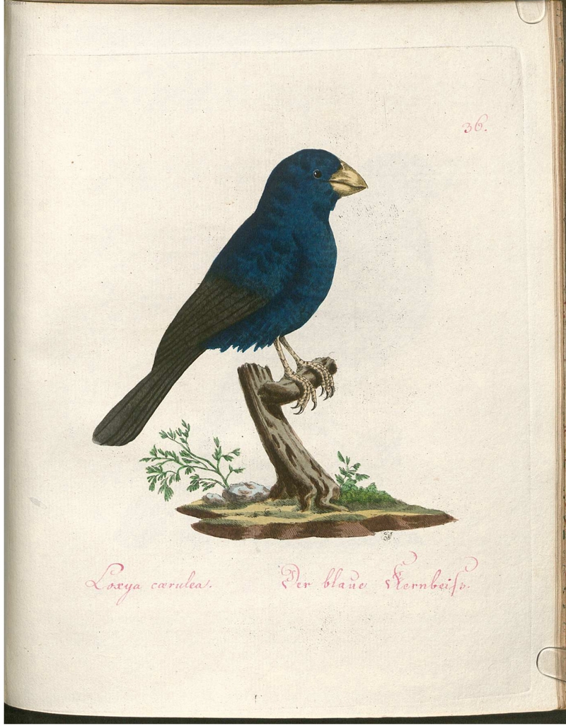 Loxia coerulea. Der blaue Kernbeiß.; DISPLAY FULL IMAGE.