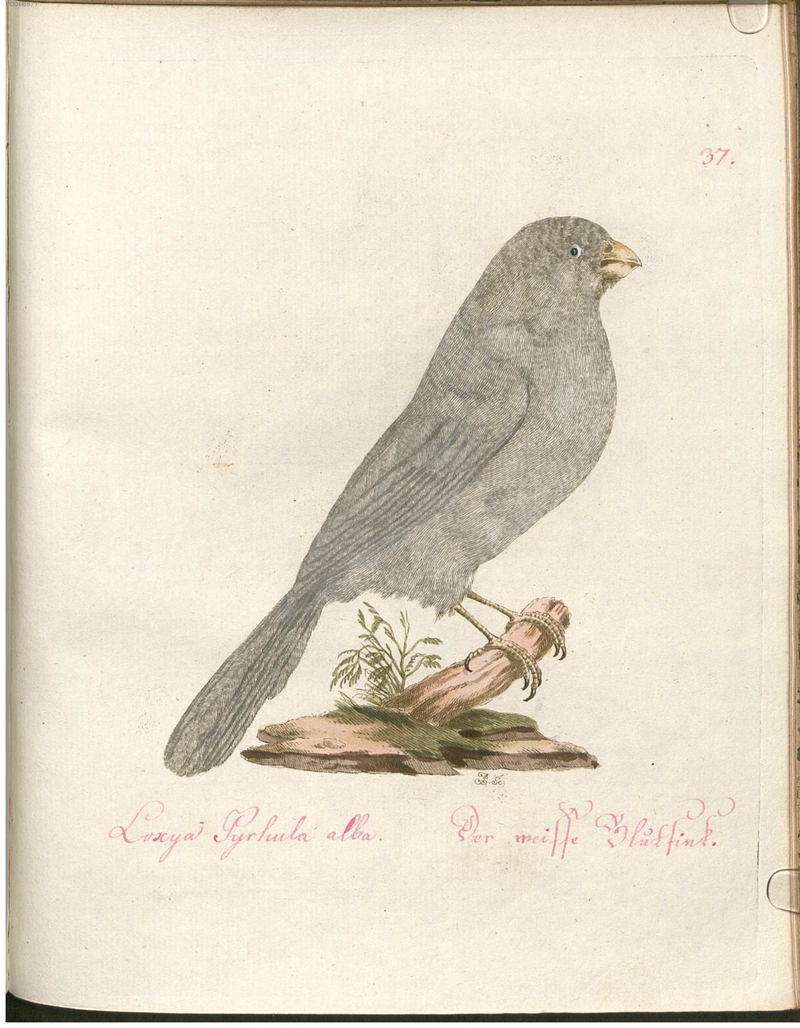 Eurasian bullfinch (Pyrrhula pyrrhula) - Loxia Pyrhula alba. Der weiße Blutfink.; DISPLAY FULL IMAGE.