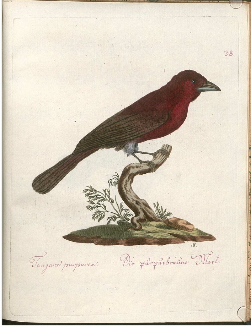 Tangara purpurea. Die purpurbraune Merl.; DISPLAY FULL IMAGE.