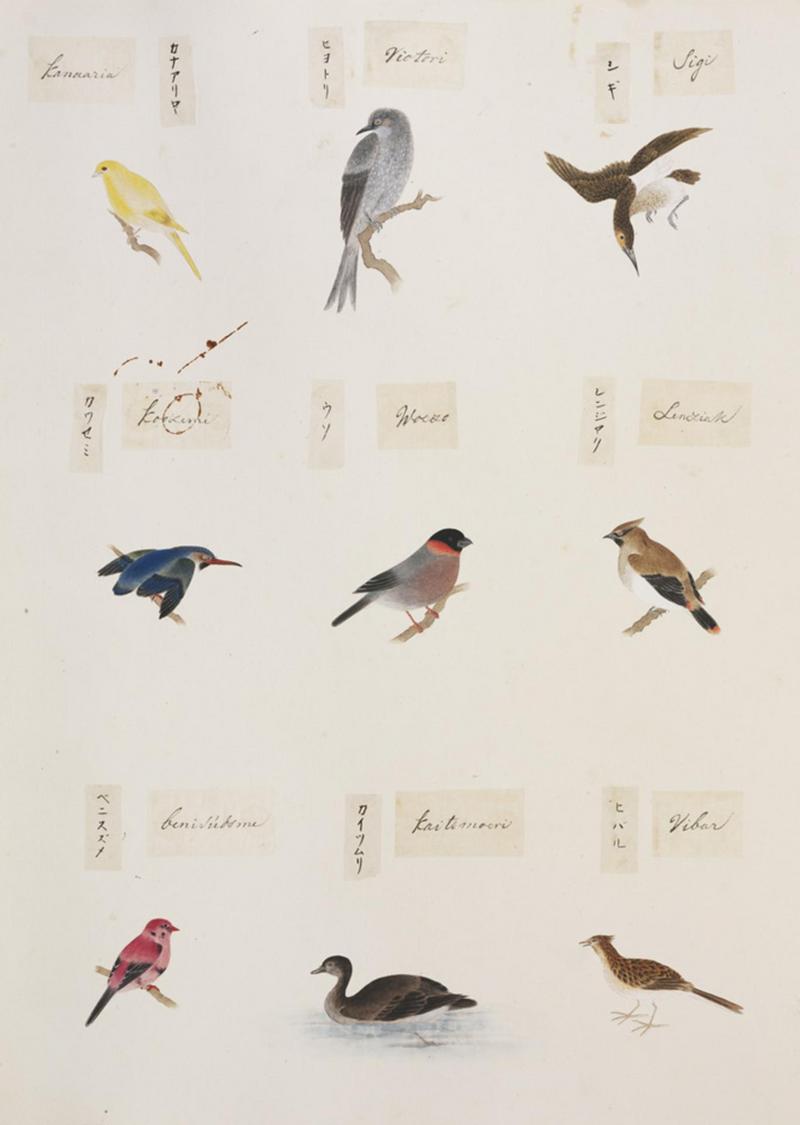 Serinus canaria, Pyrrhula pyrrhula, Bombycilla japonica, Alauda arvensis, Tachybaptus ruficollis, Amandava amandava, Alcedo atthis, Calidris tenuirostris, Hypsipetes amaurotis; DISPLAY FULL IMAGE.