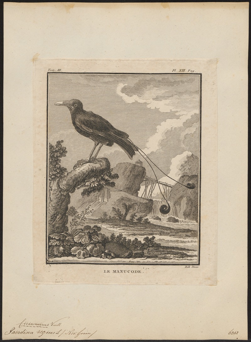 king bird-of-paradise (Cicinnurus regius); DISPLAY FULL IMAGE.