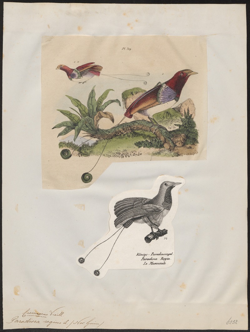 king bird-of-paradise (Cicinnurus regius); DISPLAY FULL IMAGE.