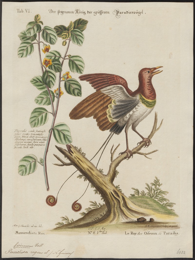 king bird-of-paradise (Cicinnurus regius); DISPLAY FULL IMAGE.