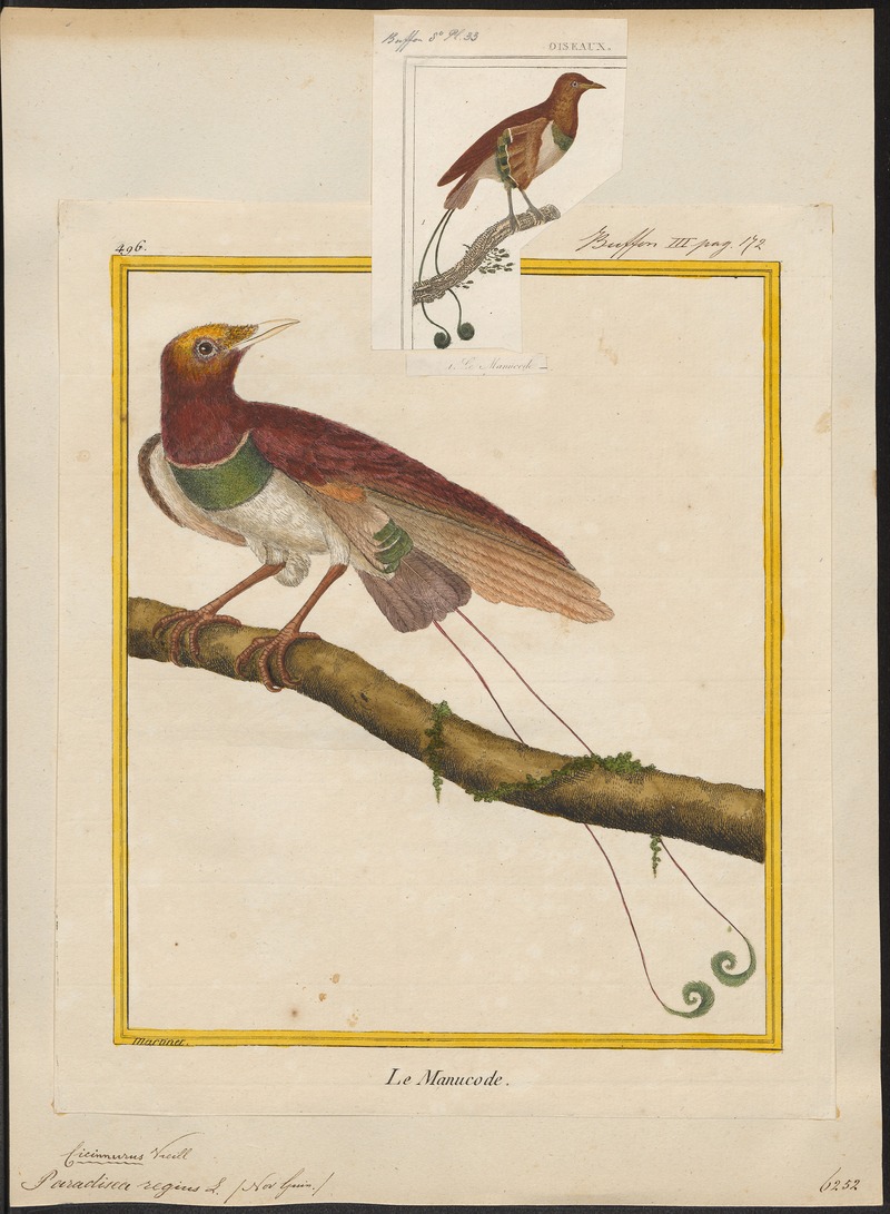 king bird-of-paradise (Cicinnurus regius); DISPLAY FULL IMAGE.