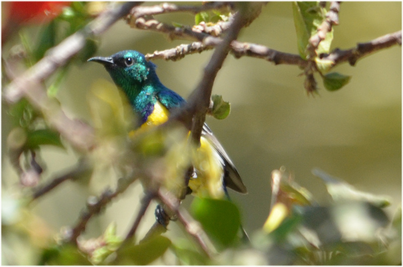 Nile Valley sunbird (Hedydipna metallica); DISPLAY FULL IMAGE.