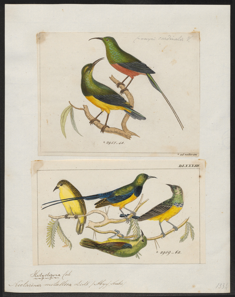 Nile Valley sunbird (Hedydipna metallica); DISPLAY FULL IMAGE.