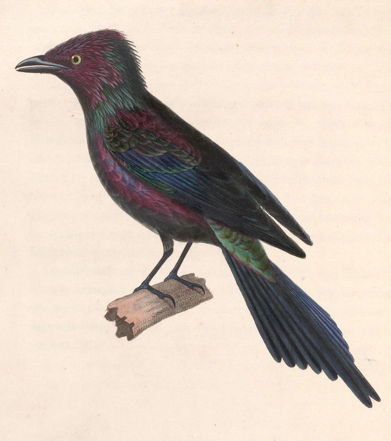 metallic starling, shining starling (Aplonis metallica); DISPLAY FULL IMAGE.