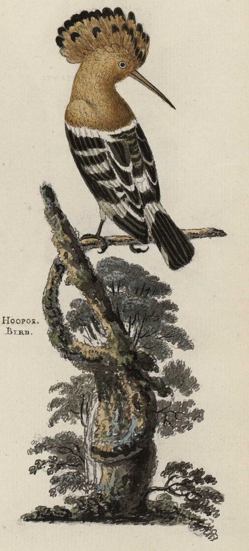 hoopoe (Upupa epops); DISPLAY FULL IMAGE.