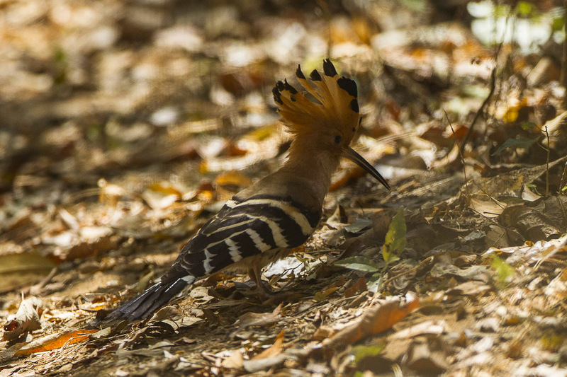 Madagascan hoopoe (Upupa epops marginata); DISPLAY FULL IMAGE.