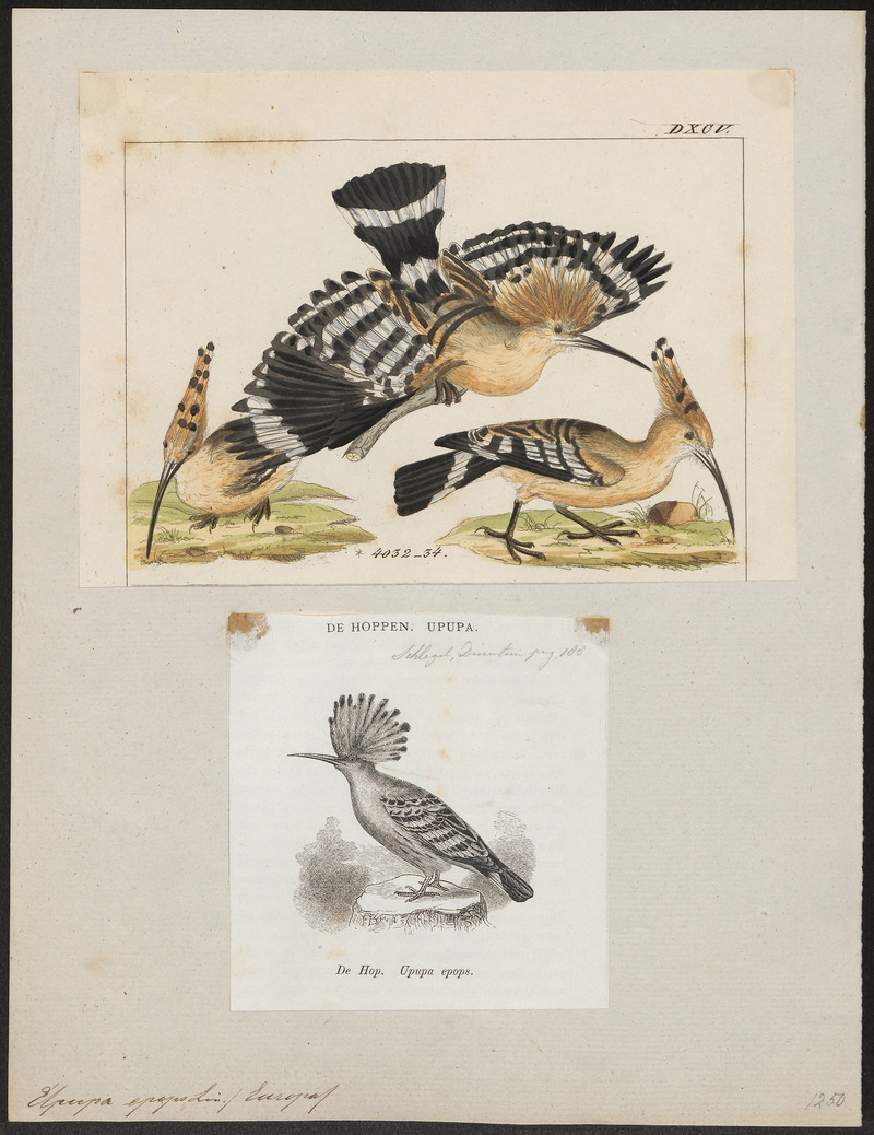 common hoopoe (Upupa epops); DISPLAY FULL IMAGE.