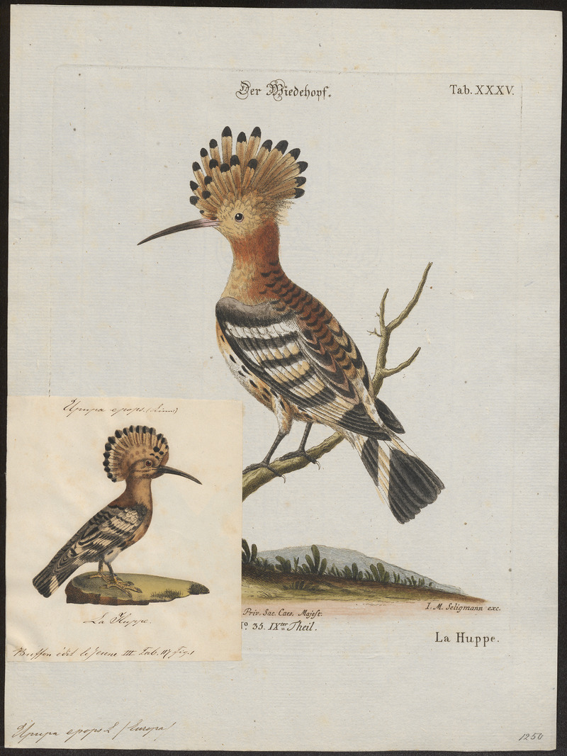 common hoopoe (Upupa epops); DISPLAY FULL IMAGE.