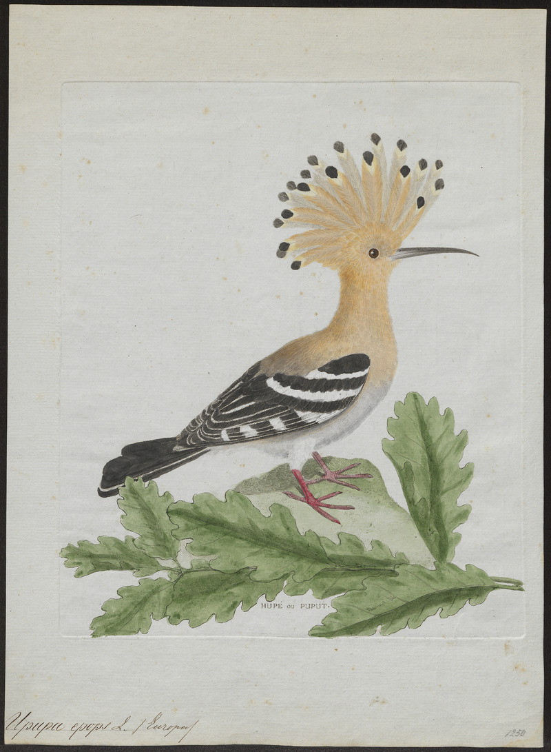 common hoopoe (Upupa epops); DISPLAY FULL IMAGE.