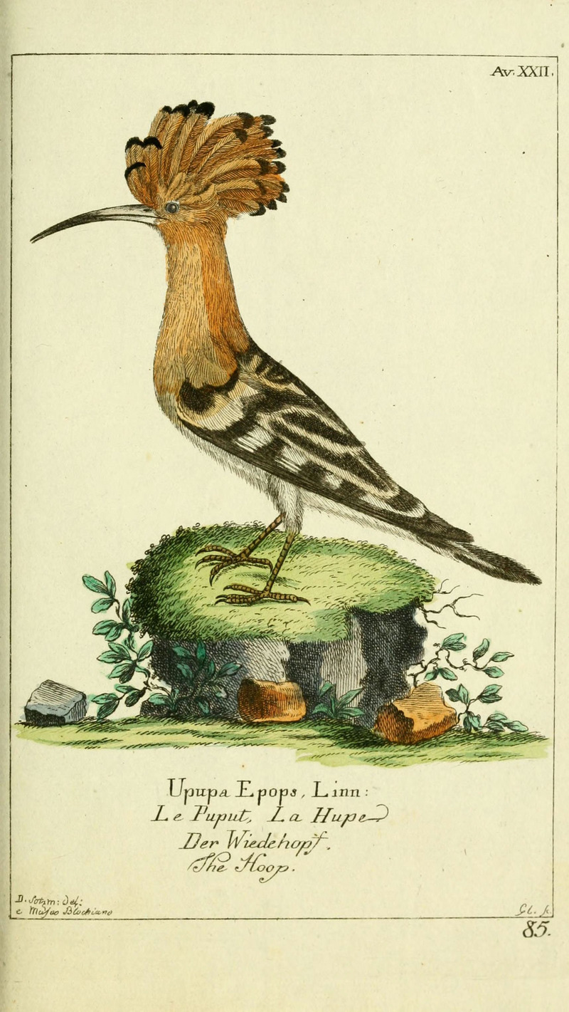 common hoopoe (Upupa epops); DISPLAY FULL IMAGE.