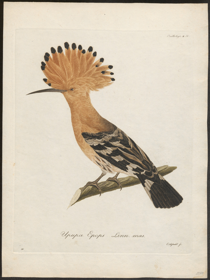 common hoopoe (Upupa epops); DISPLAY FULL IMAGE.